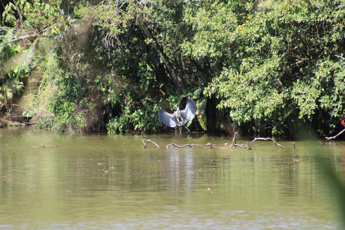 Cocoi Heron - ML641143532