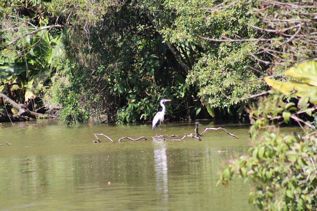 Cocoi Heron - ML641143533