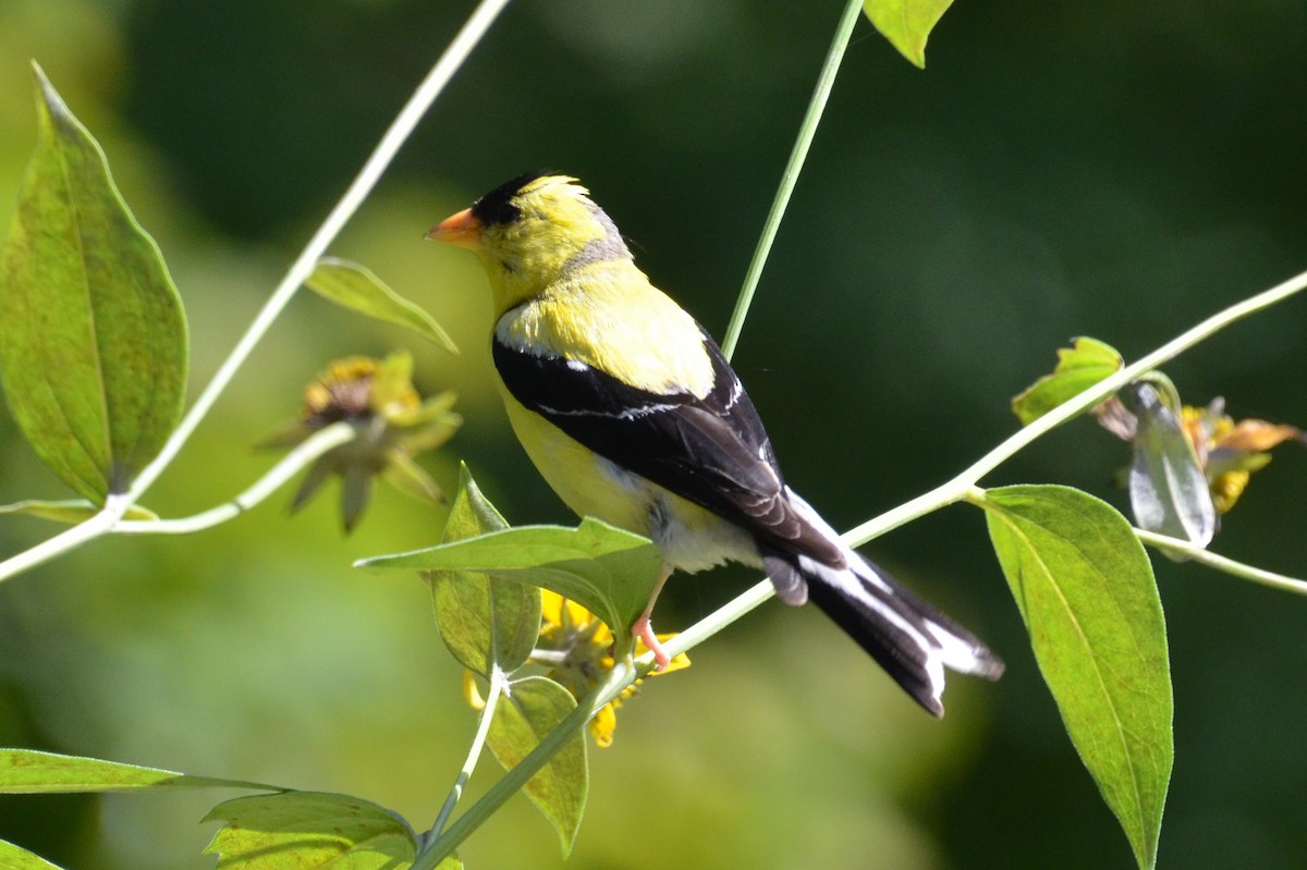 American Goldfinch - ML641143552