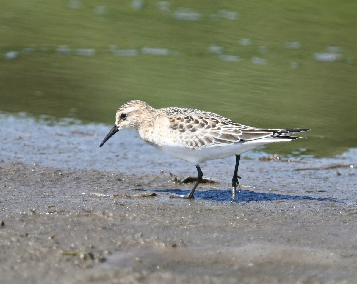 Baird's Sandpiper - ML641143556