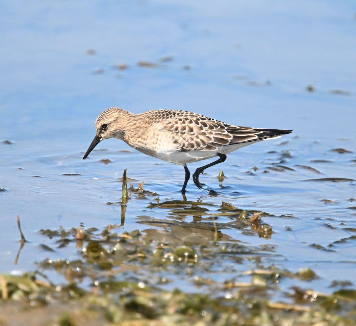 Baird's Sandpiper - ML641143557