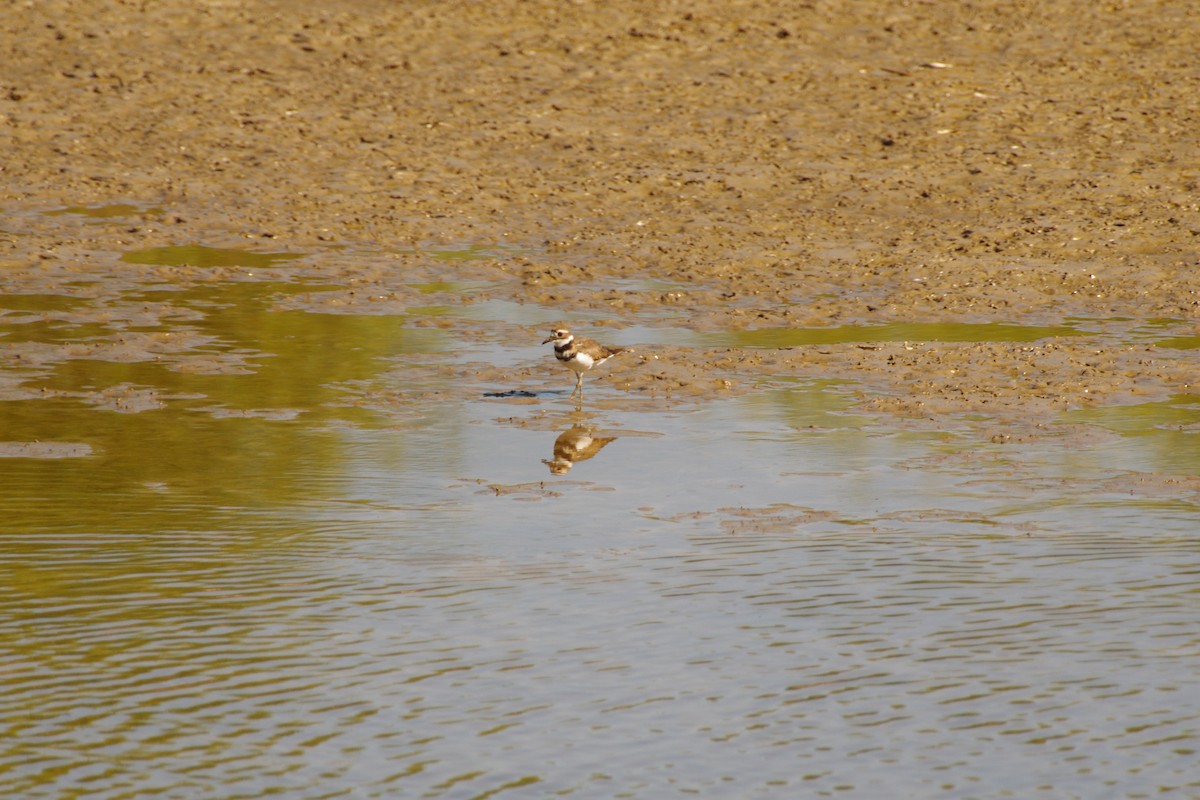 Killdeer - ML641143566