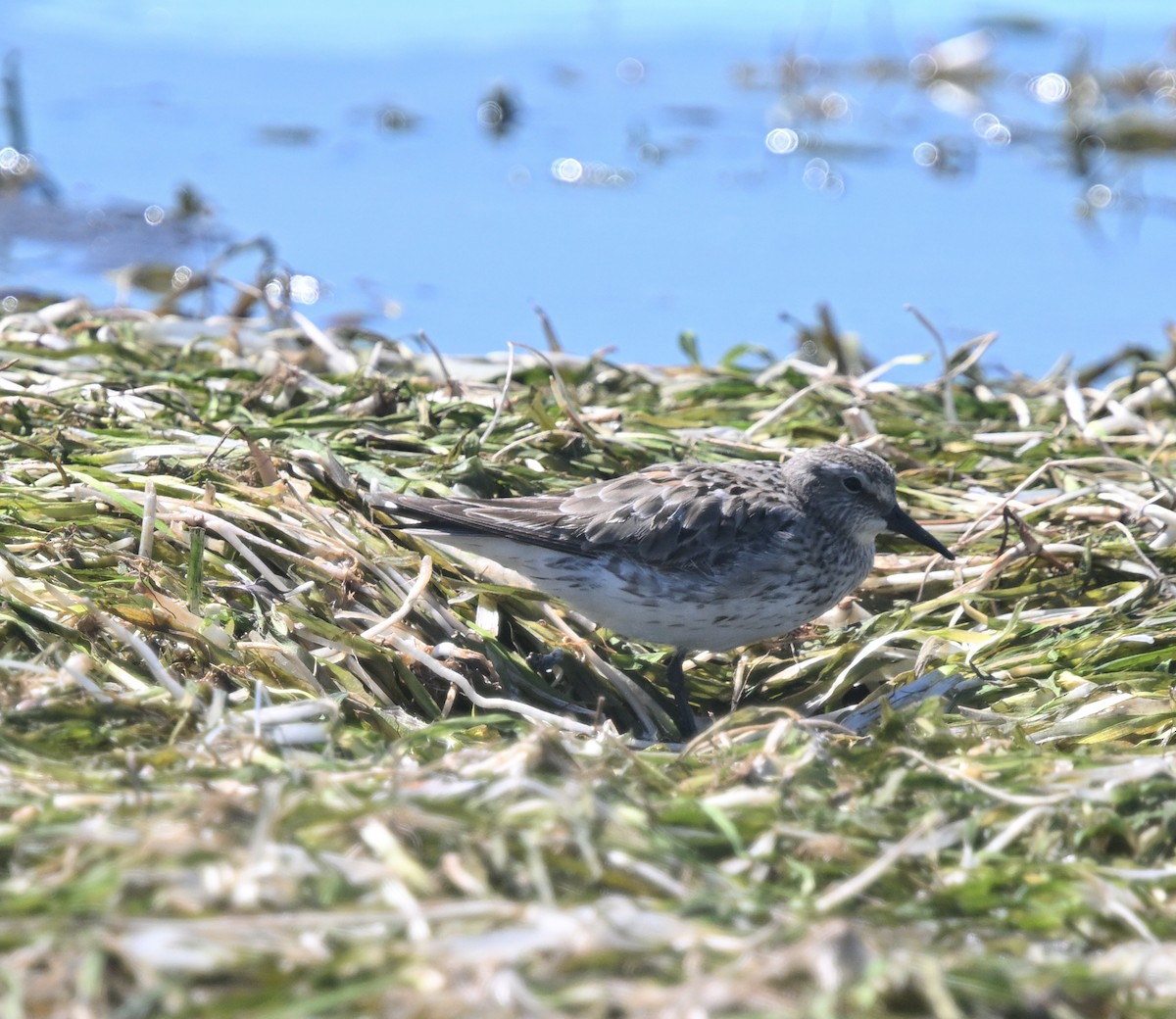 White-rumped Sandpiper - ML641143577