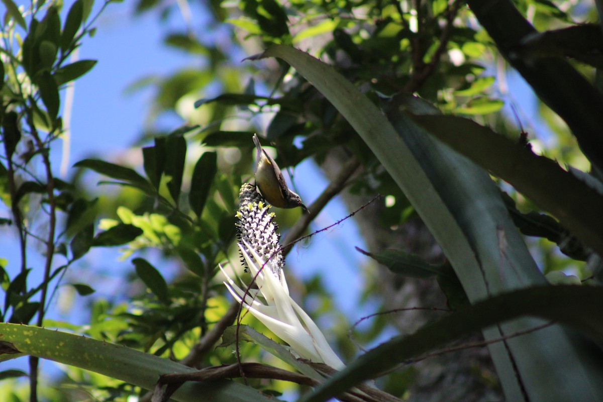 Bananaquit - ML641143578