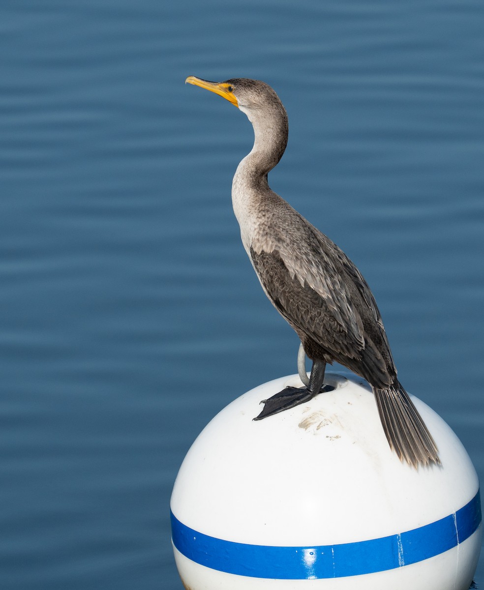 Double-crested Cormorant - ML641143580