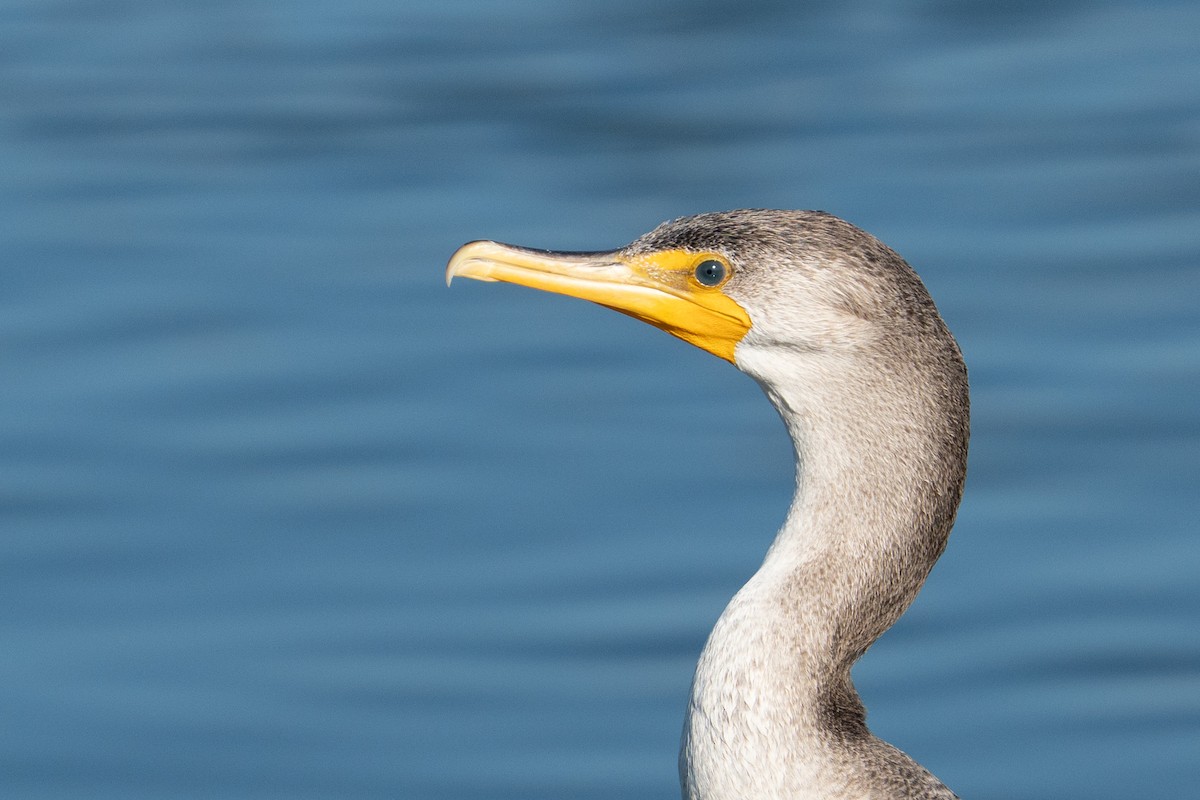 Double-crested Cormorant - ML641143586