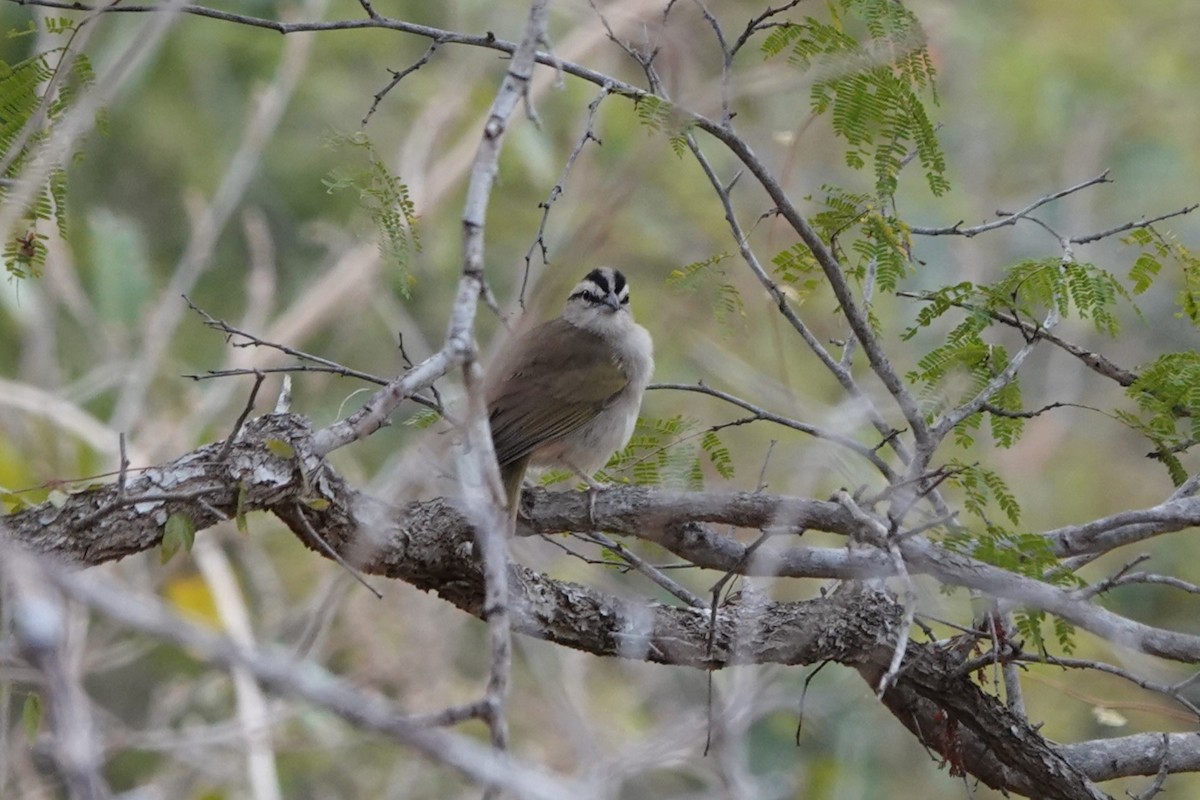 Tocuyo Sparrow - ML641143592