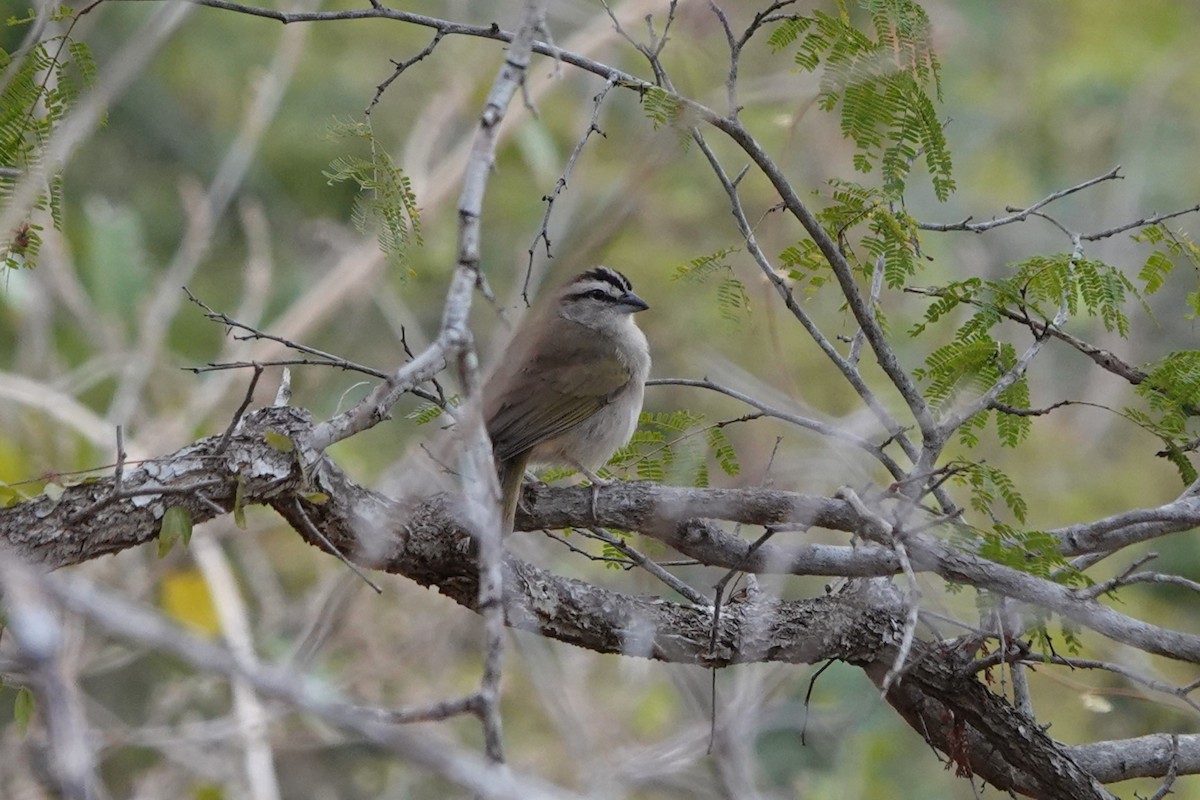 Tocuyo Sparrow - ML641143593