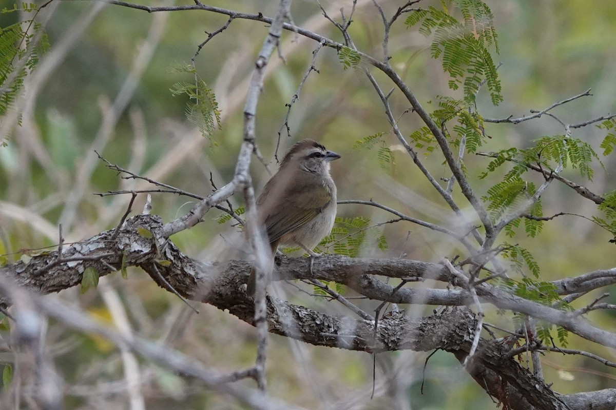 Tocuyo Sparrow - ML641143594