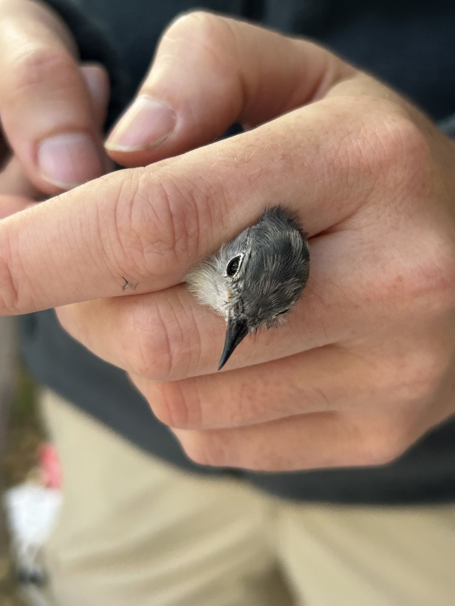 Blue-gray Gnatcatcher (Eastern) - ML641143612