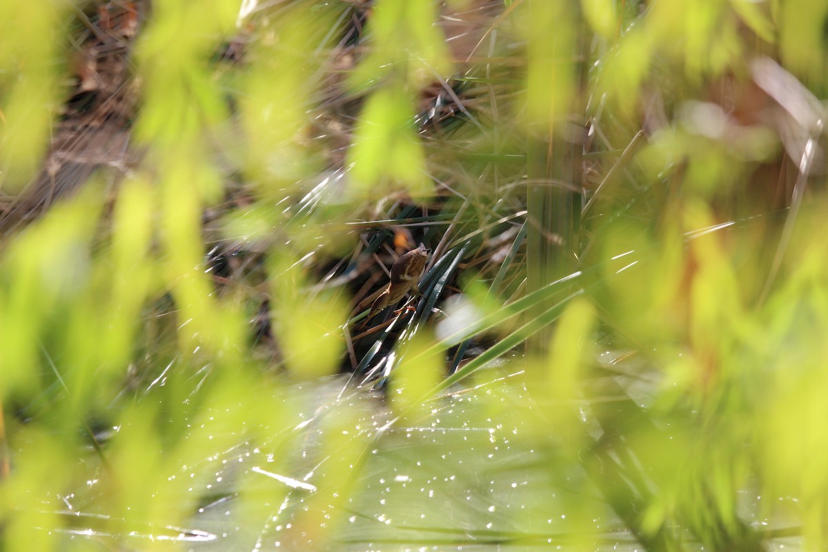 Least Bittern - ML641143626