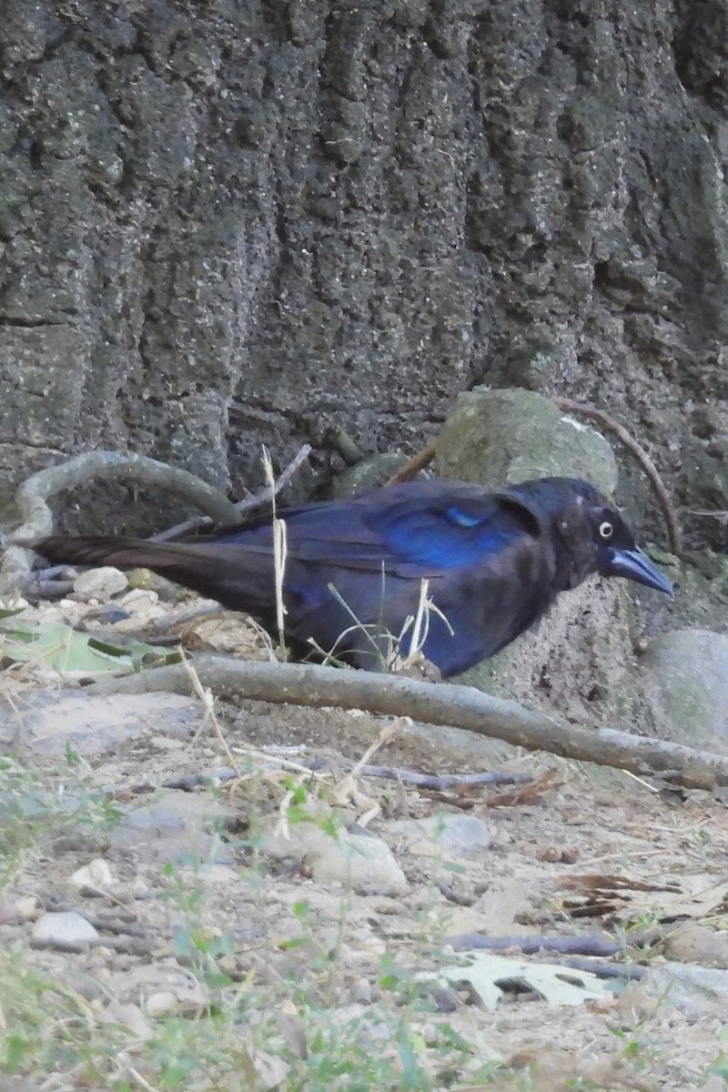 Common Grackle - ML641143627