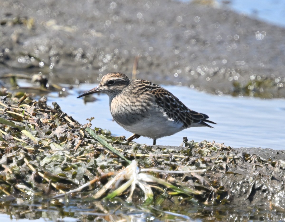 Pectoral Sandpiper - ML641143632