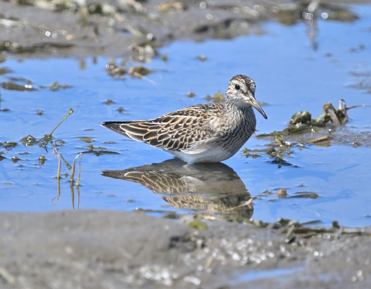 Pectoral Sandpiper - ML641143633