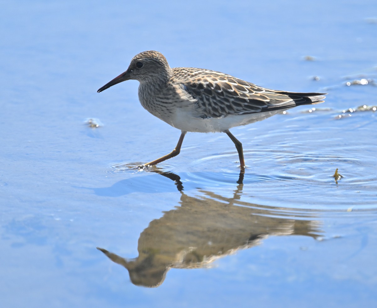 Pectoral Sandpiper - ML641143636