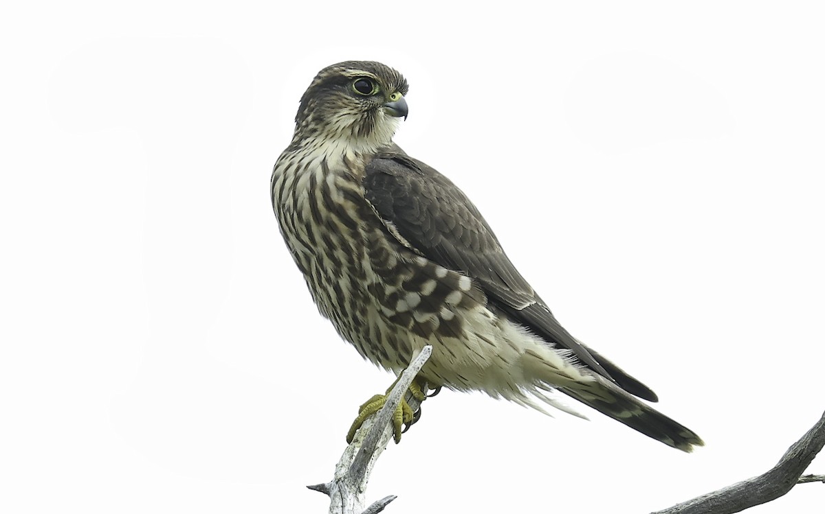 Merlin - ML641143651
