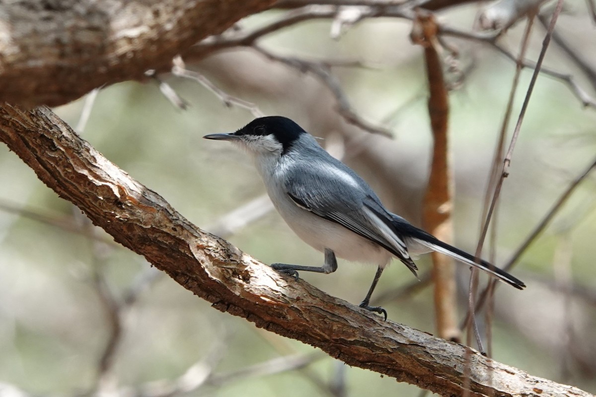 Tropical Gnatcatcher - ML641143655