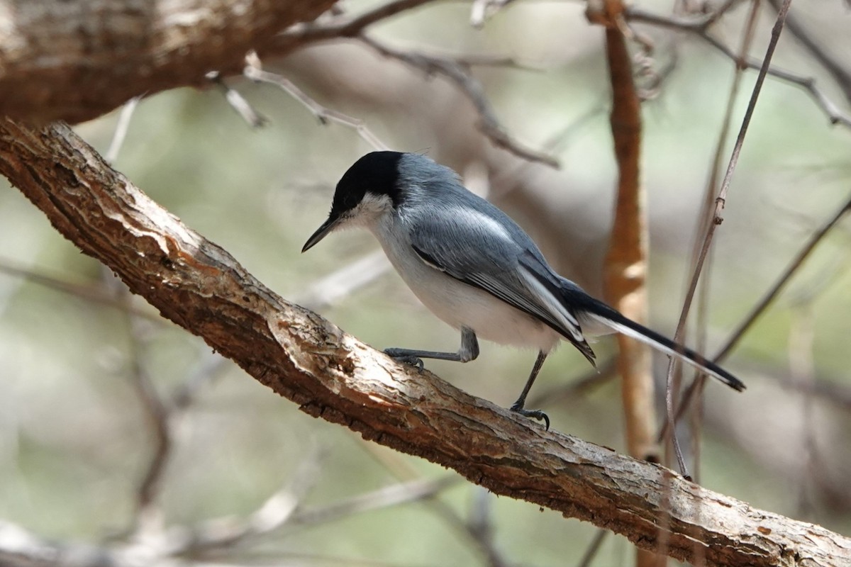 Tropical Gnatcatcher - ML641143656