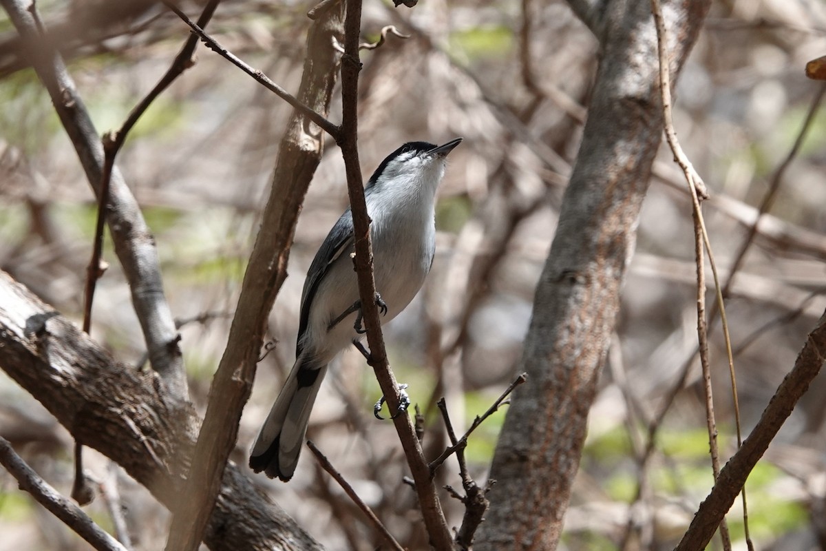 Tropical Gnatcatcher - ML641143657