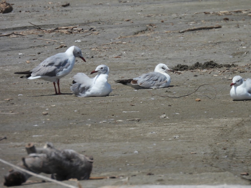 Gray-hooded Gull - ML641143677
