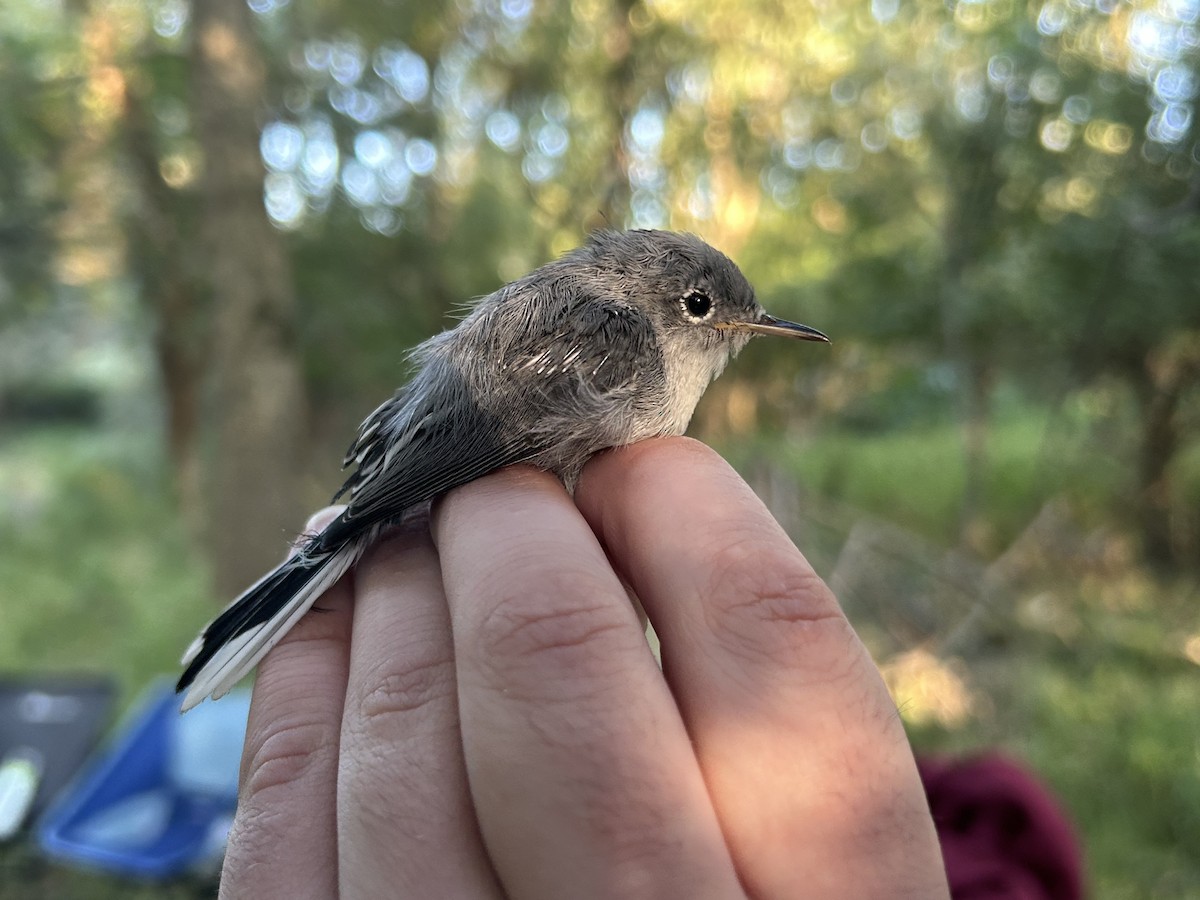 Blue-gray Gnatcatcher (Eastern) - ML641143678