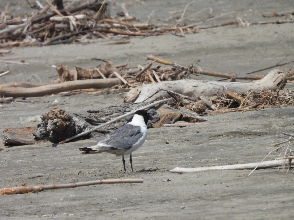 Franklin's Gull - ML641143687