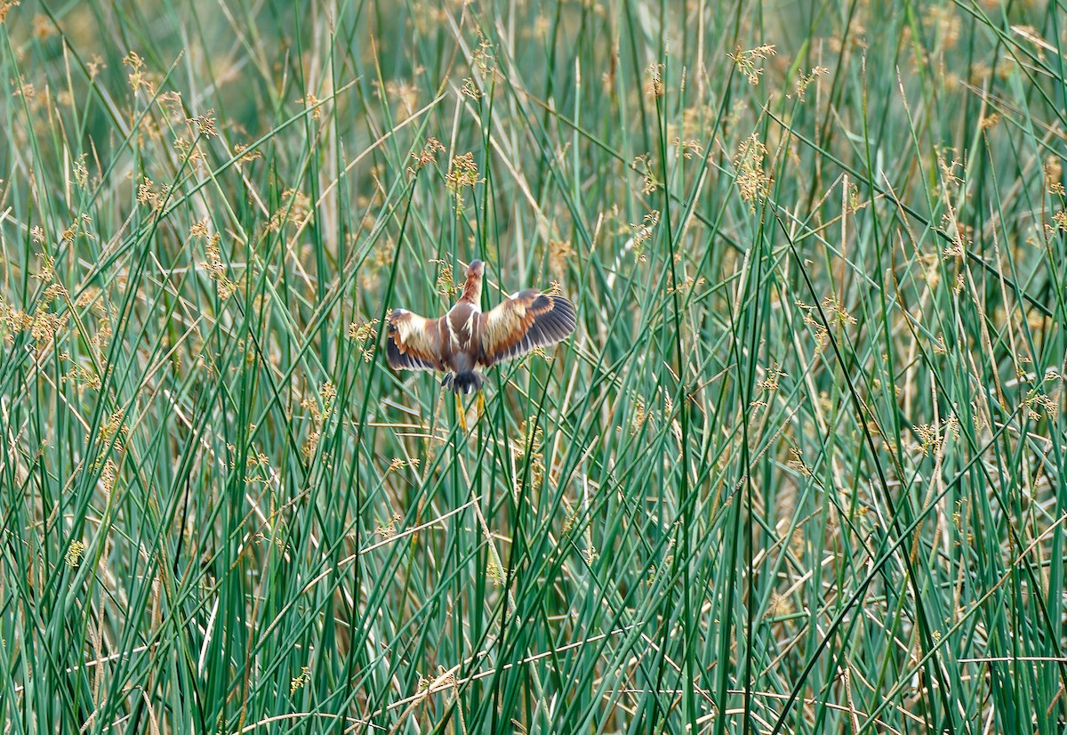 Least Bittern - ML641143688