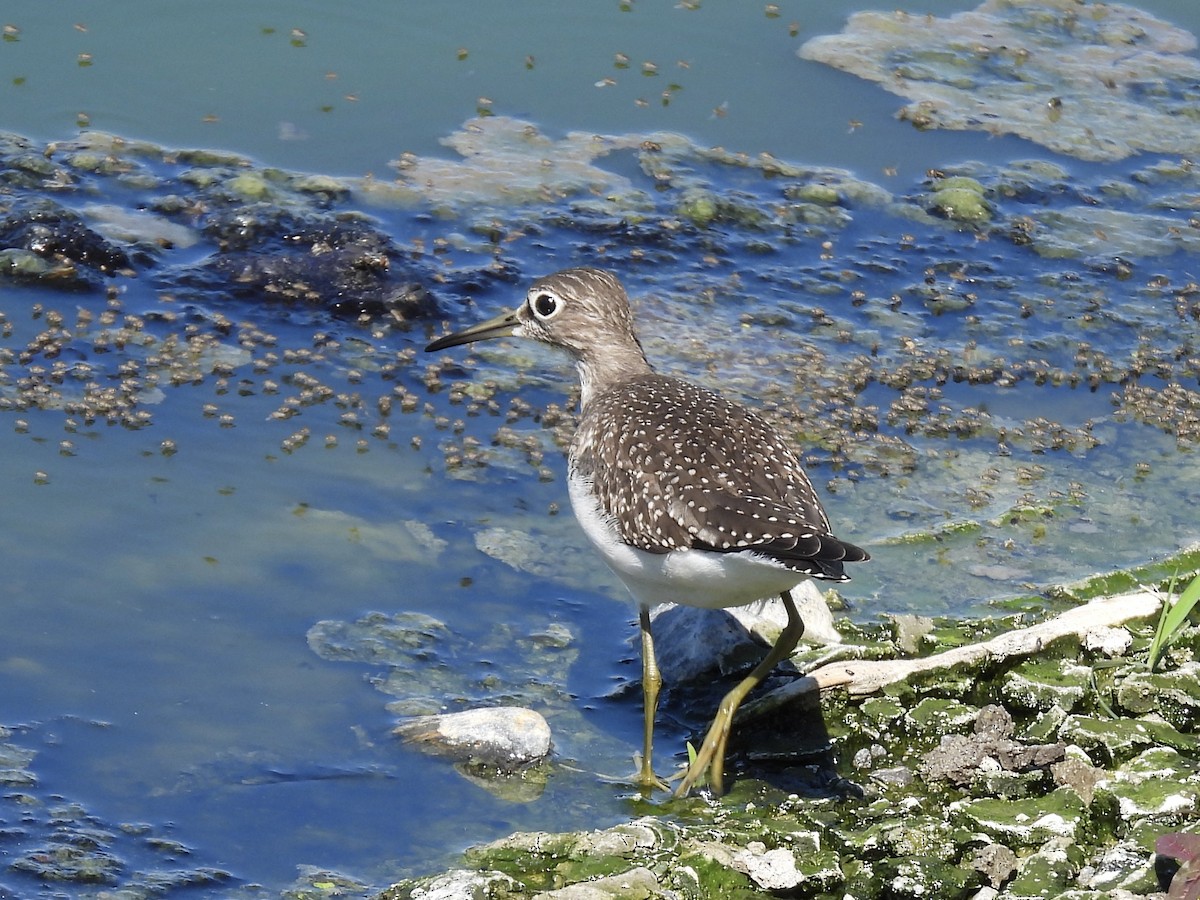 Solitary Sandpiper - ML641143690