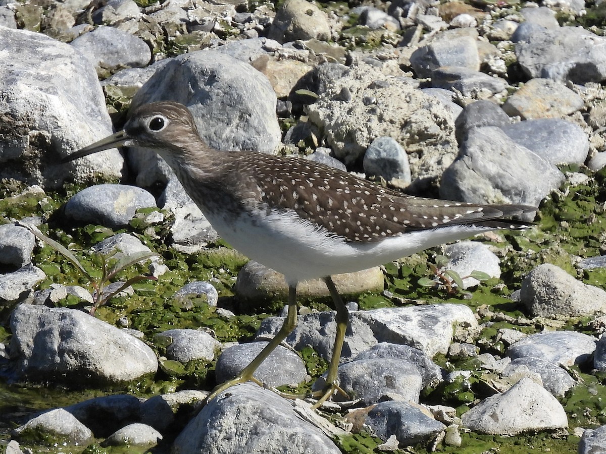 Solitary Sandpiper - ML641143692