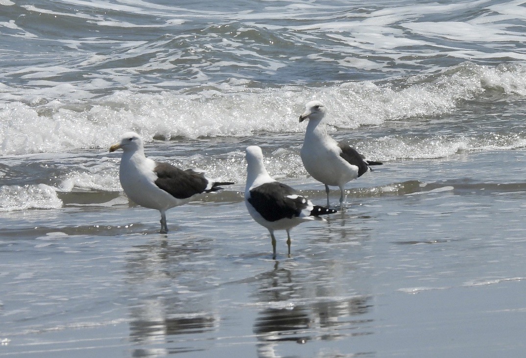 Kelp Gull - ML641143699