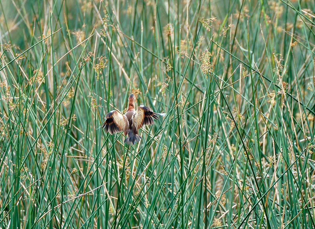 Least Bittern - ML641143703