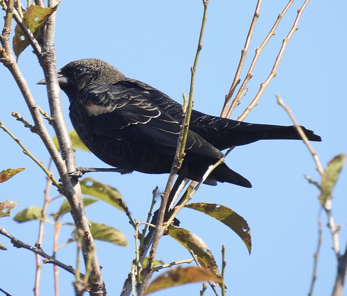 Tricolored Blackbird - ML641143747