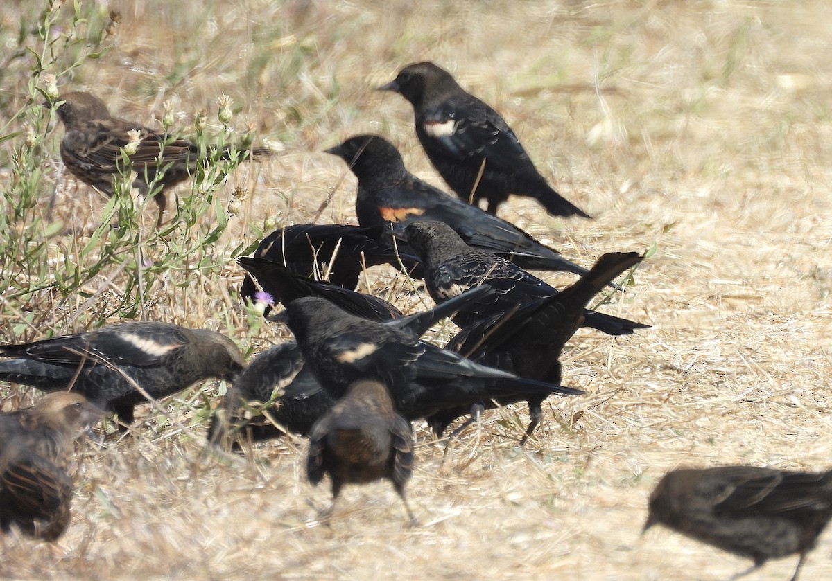 Tricolored Blackbird - ML641143748