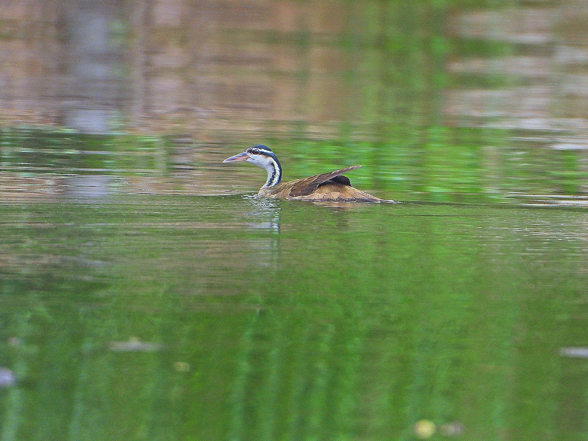 Sungrebe - ML641143756