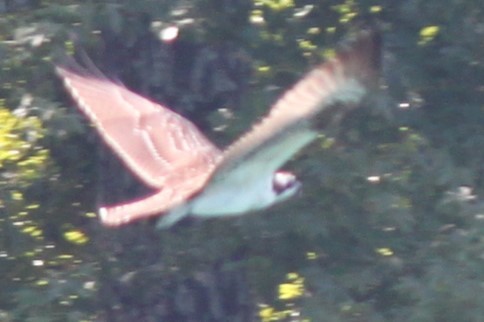 Balbuzard pêcheur - ML641143762