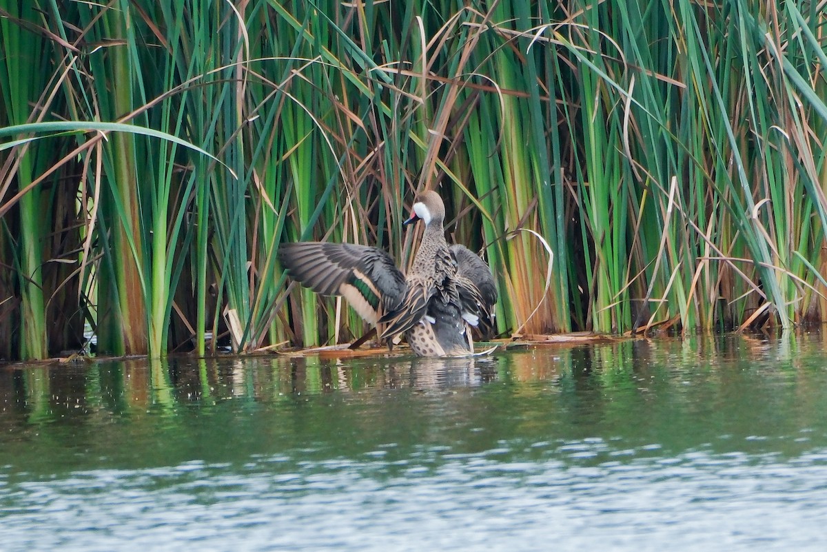 White-cheeked Pintail - ML641143767