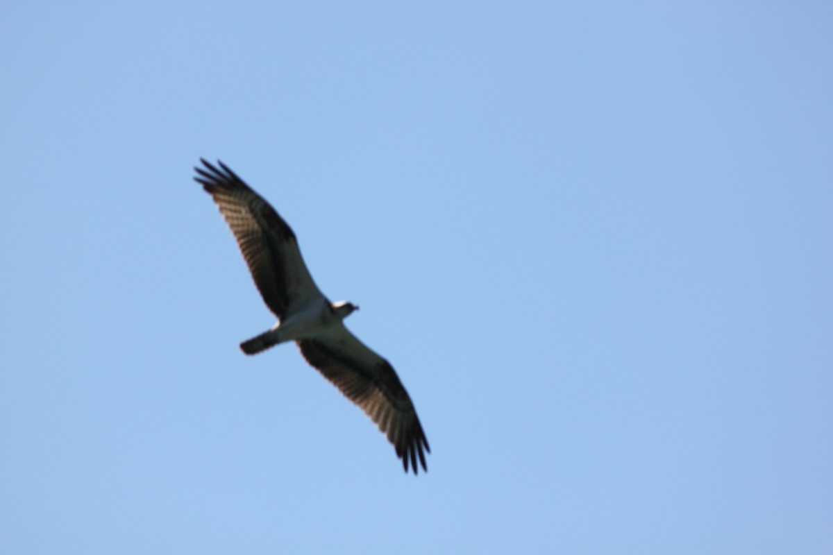 Balbuzard pêcheur - ML641143768