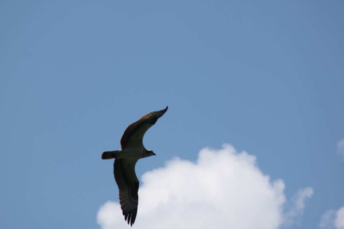 Balbuzard pêcheur - ML641143770