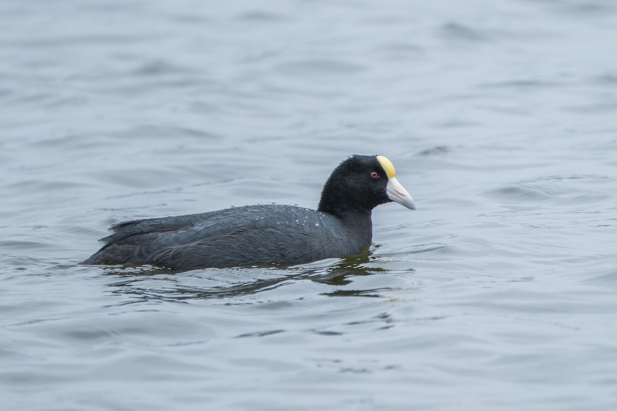 Slate-colored Coot - ML641143772