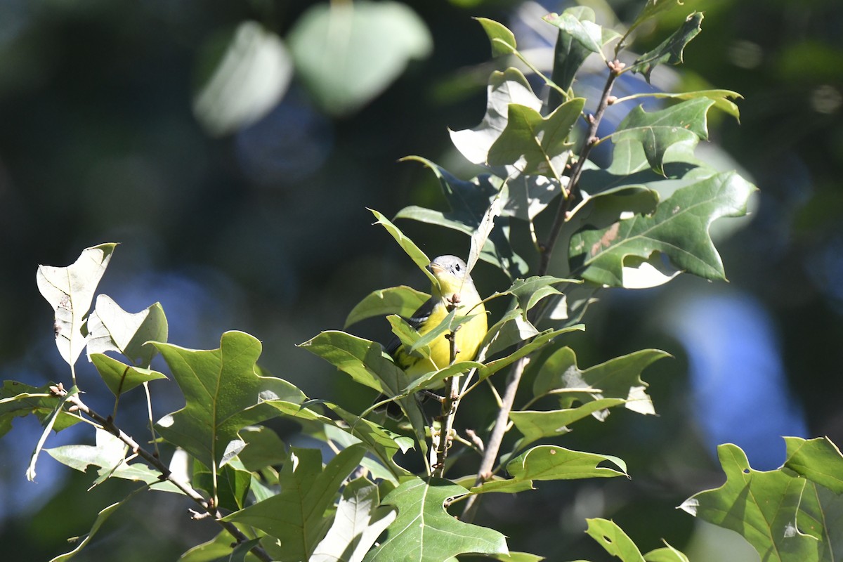 Magnolia Warbler - ML641143785