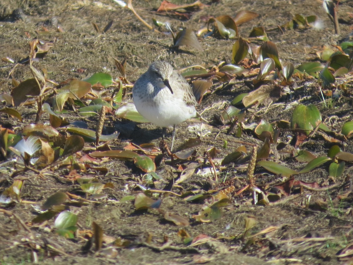 White-rumped Sandpiper - ML641143796