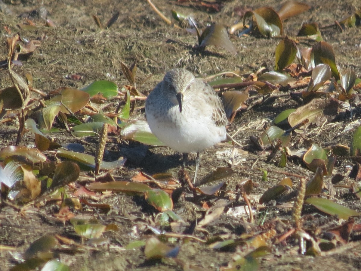 White-rumped Sandpiper - ML641143801