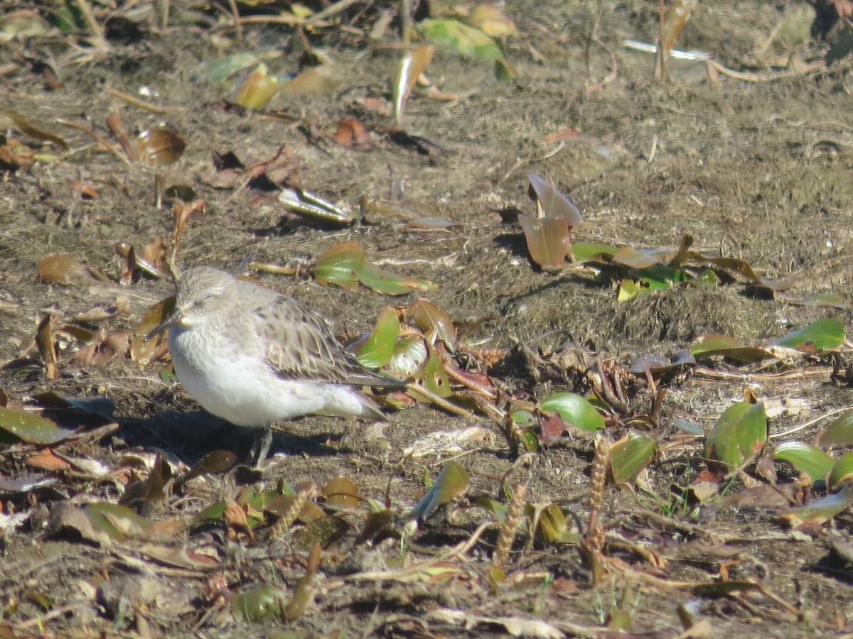 White-rumped Sandpiper - ML641143806