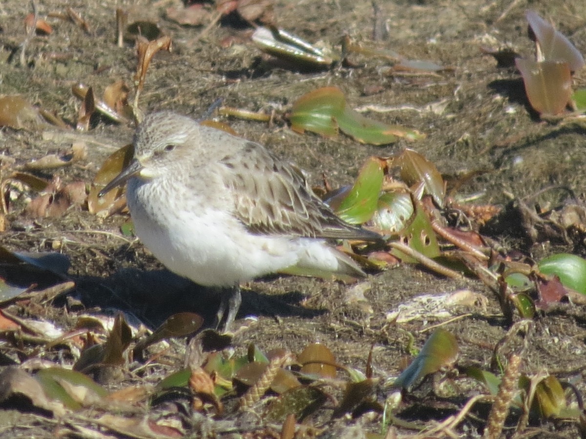 White-rumped Sandpiper - ML641143810