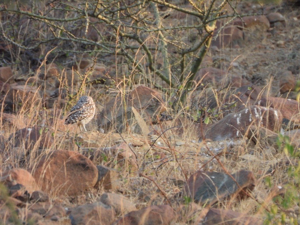 Burrowing Owl - ML641143811