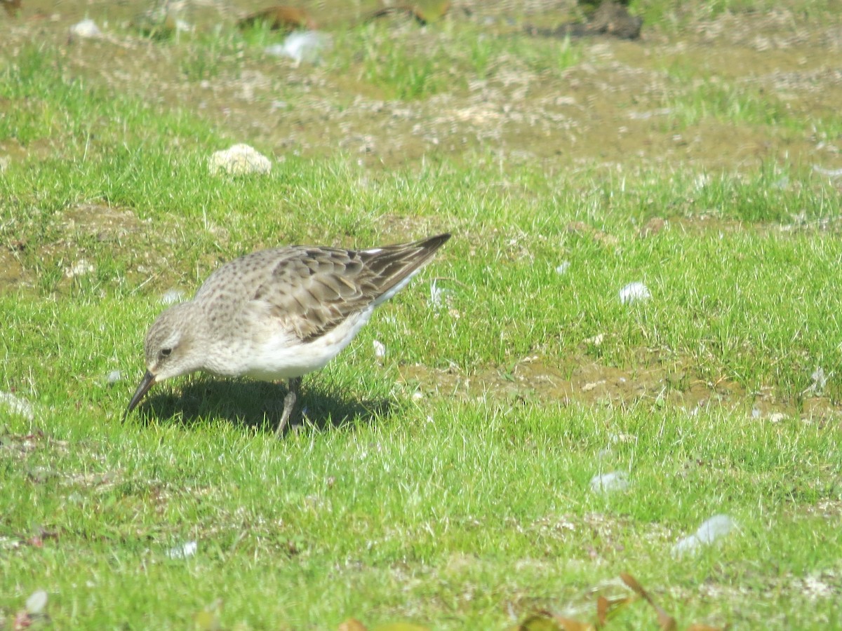 White-rumped Sandpiper - ML641143814