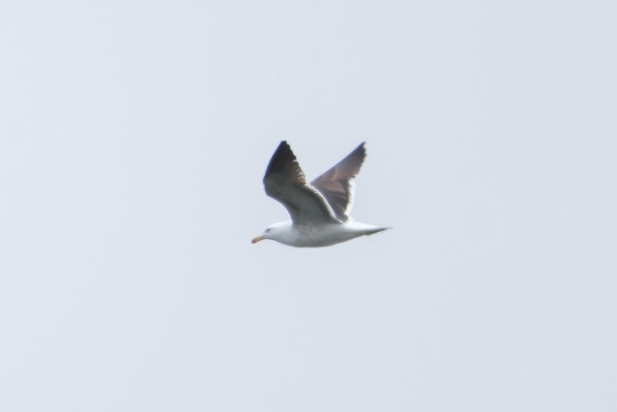 Kelp Gull - ML641143815