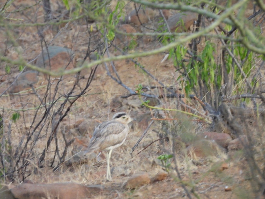 Peruvian Thick-knee - ML641143818