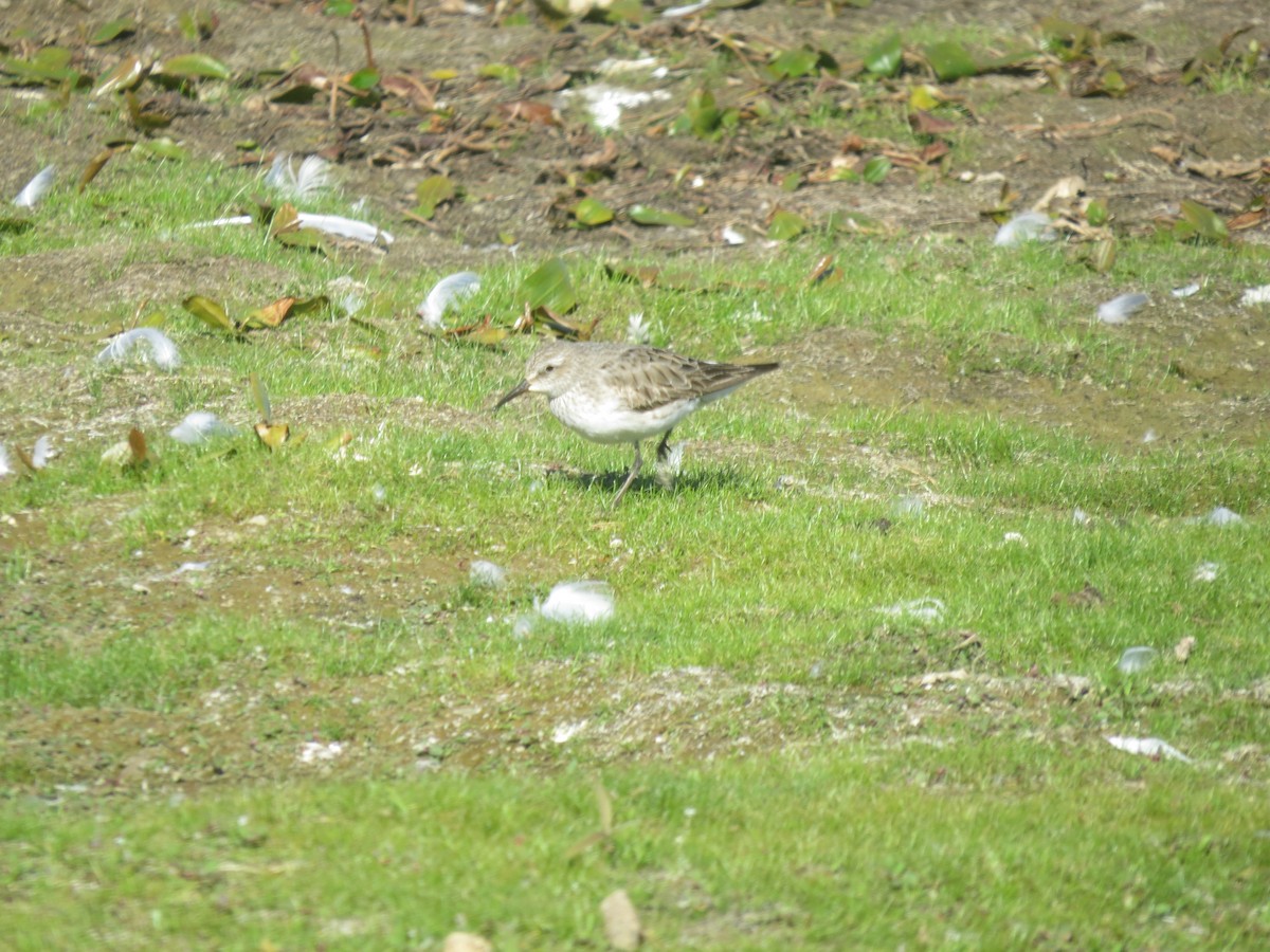 White-rumped Sandpiper - ML641143819