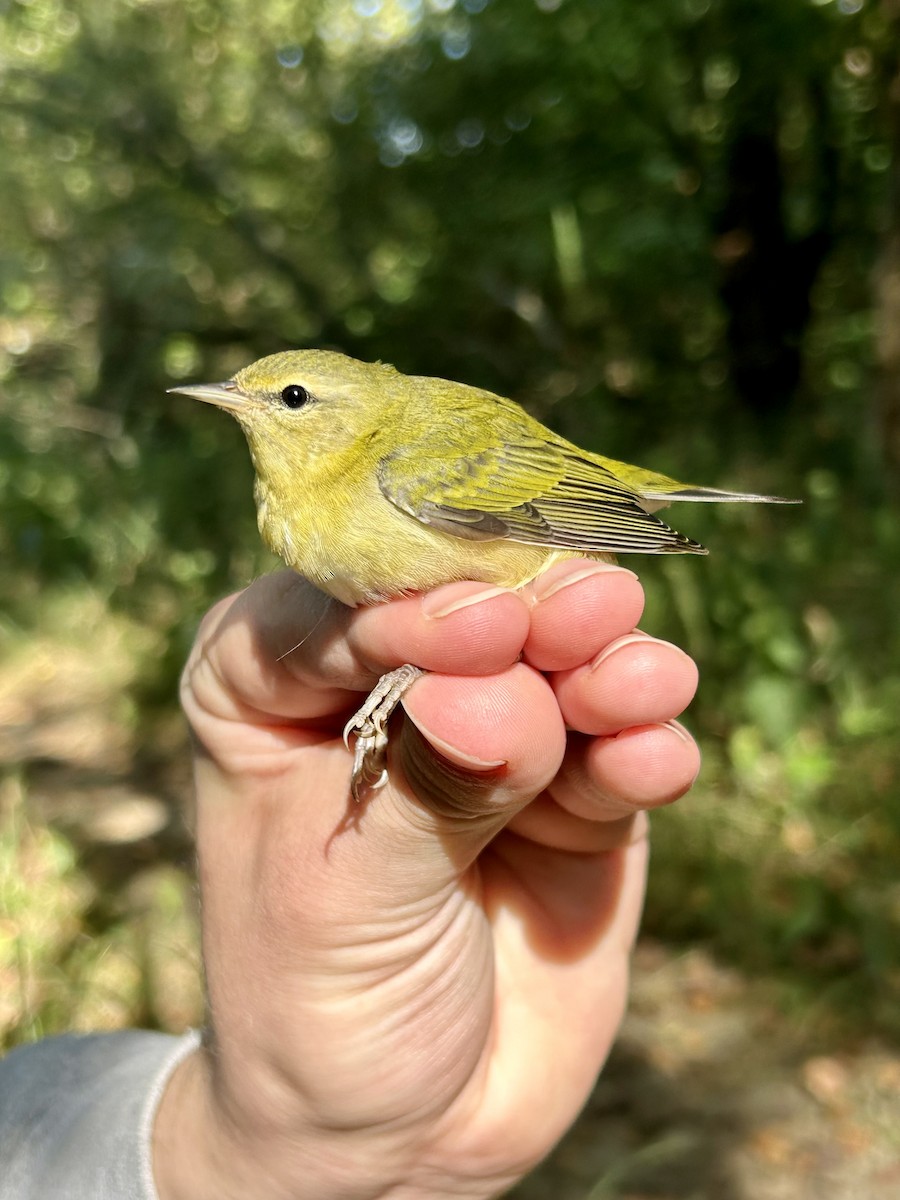 Tennessee Warbler - ML641143821